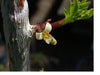 Commiphora myrrha (Myrrhe) 50gr.